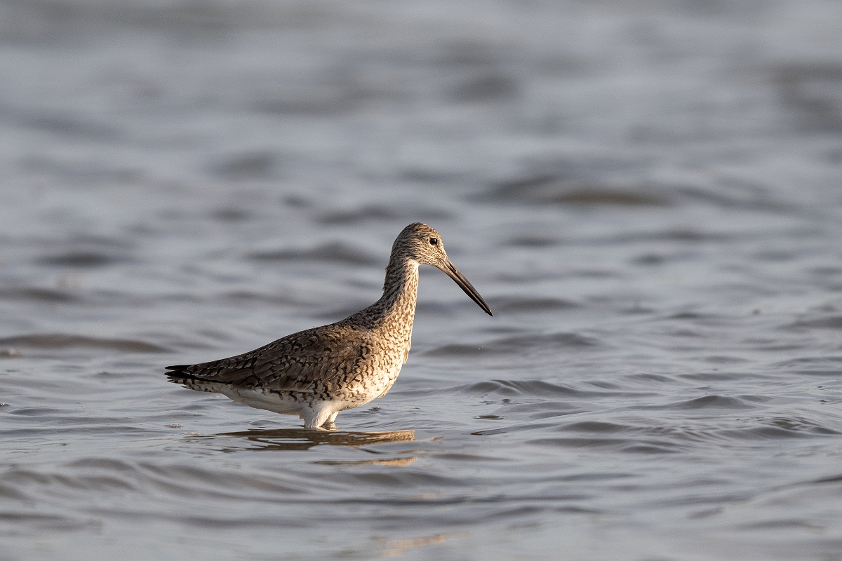 DPPhotography - Texas - Willet - F.jpg - Western willet - Goose Island, Texas