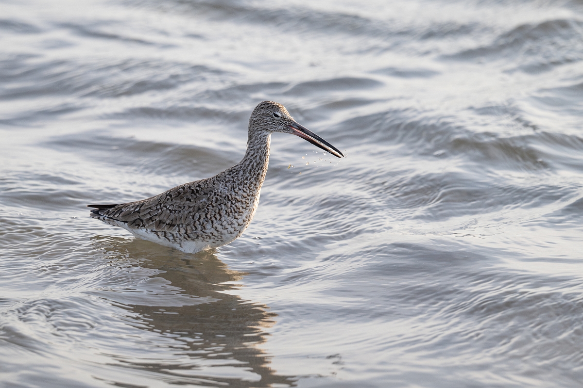 DPPhotography - Texas - Willet - G.jpg - Western willet - Goose Island, Texas