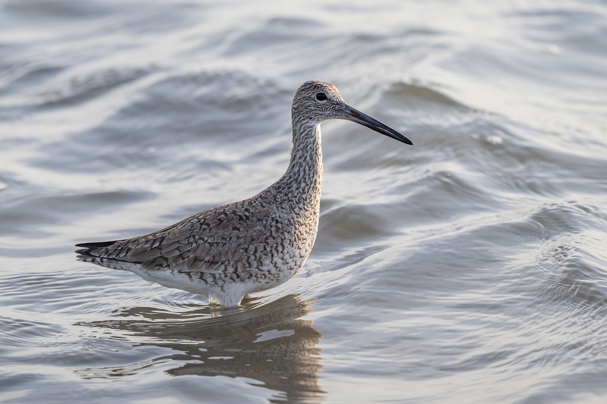 DPPhotography - Texas - Willet - H.jpg - Western willet - Goose Island, Texas