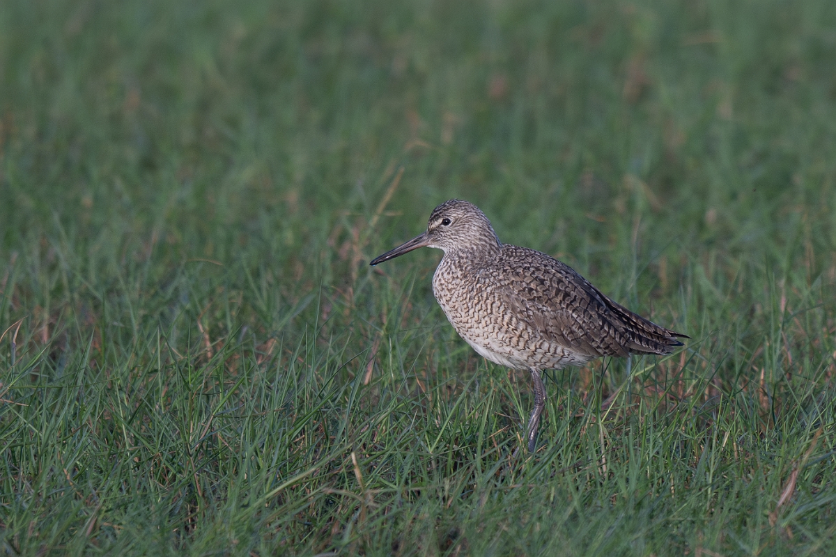 DPPhotography - Texas - Willet - I.jpg - Western willet - Goose Island, Texas