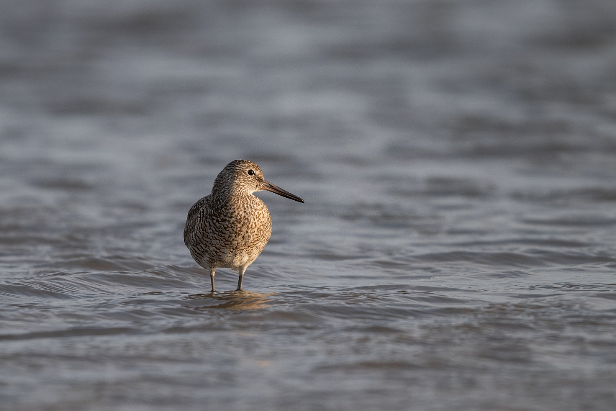 DPPhotography - Texas - Willet - J.jpg - Western willet - Goose Island, Texas