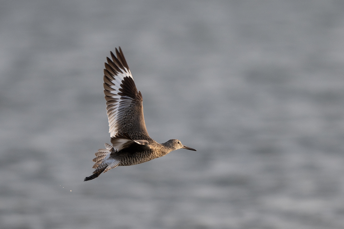 DPPhotography - Texas - Willet - K.jpg - Western willet - Goose Island, Texas