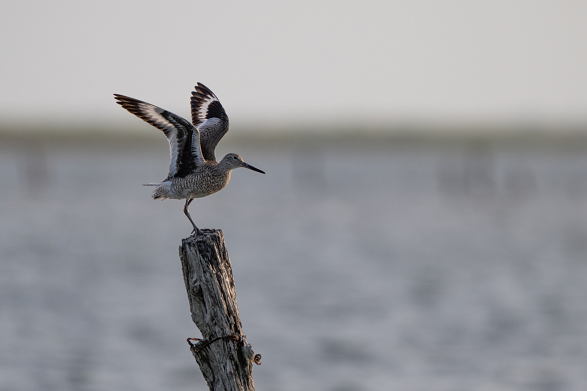 DPPhotography - Texas - Willet - M.jpg - Western willet - Goose Island, Texas