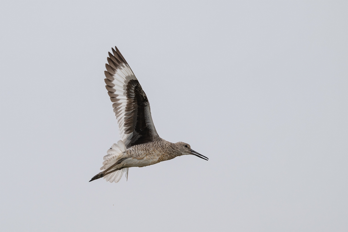 DPPhotography - Texas - Willet - N.jpg - Western willet - High Island Beach, Texas