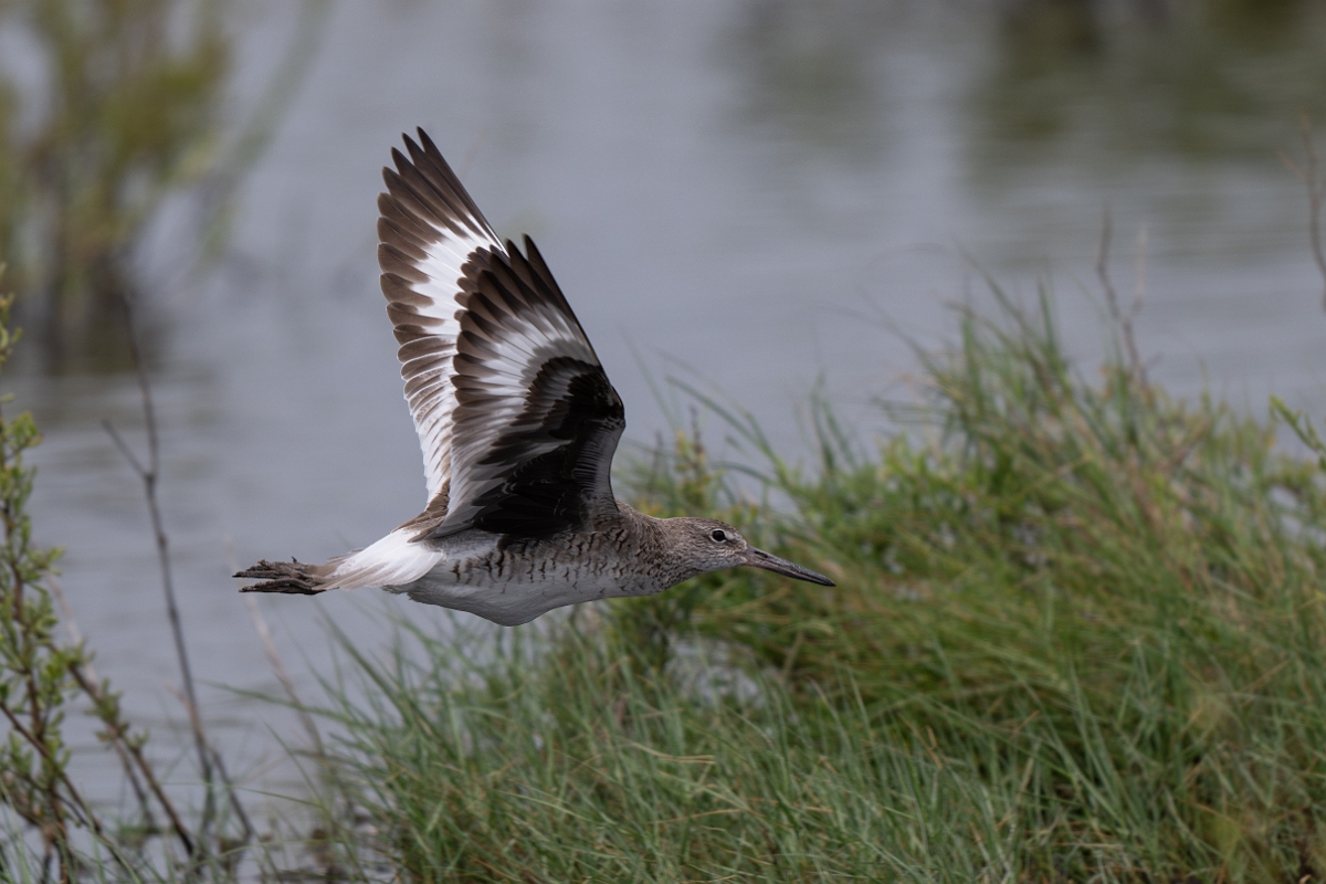 DPPhotography - Texas - Willet - O.jpg - Western willet - High Island Beach, Texas