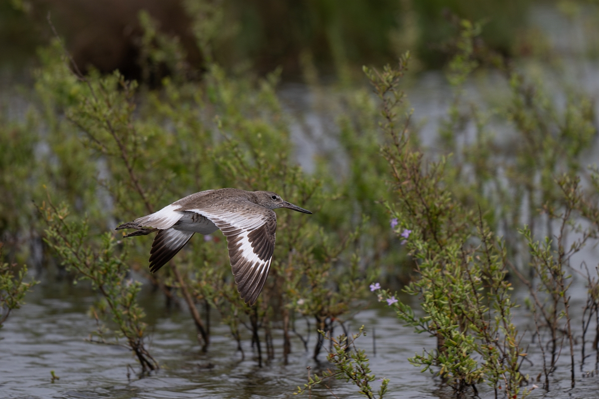 DPPhotography - Texas - Willet - Q.jpg - Western willet - High Island Beach, Texas