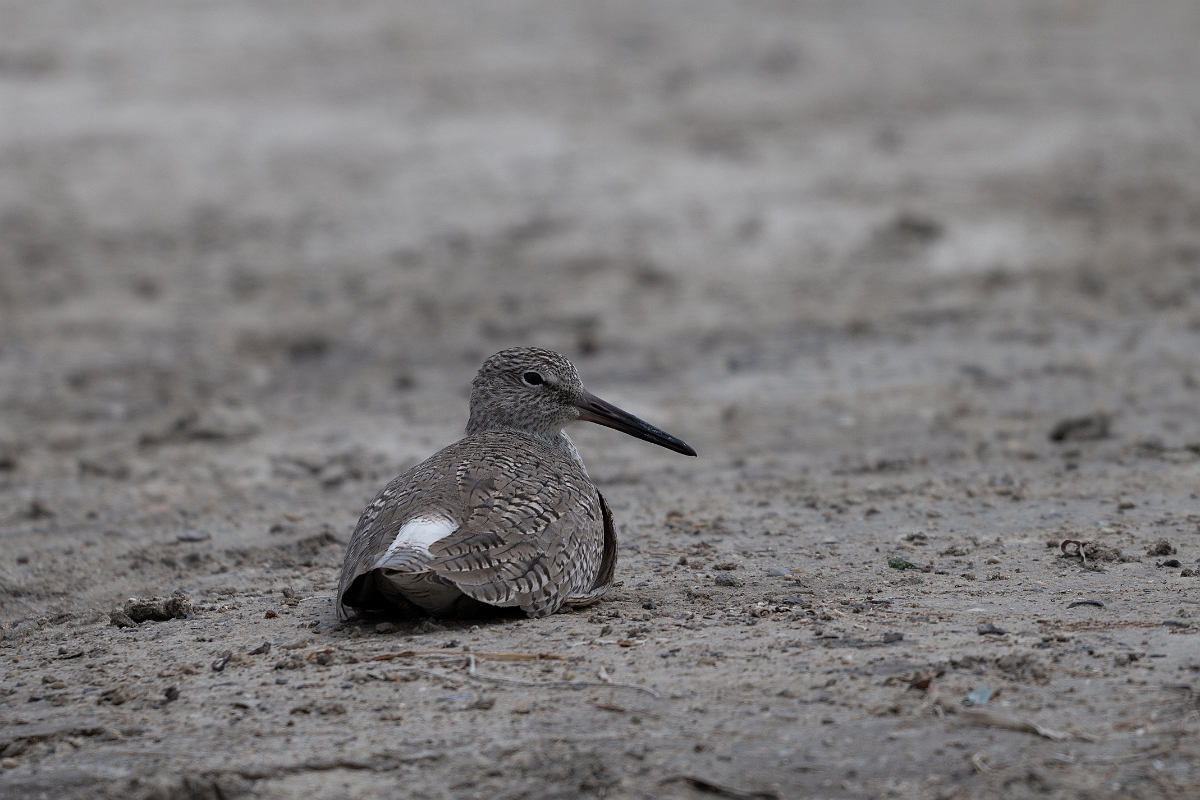 DPPhotography - Texas - Willet - R.jpg - Western willet - Redfish Bay Causeway, Texas
