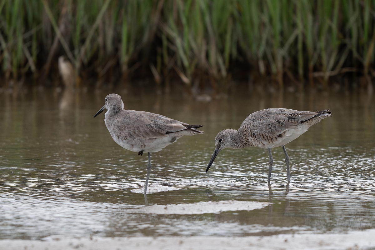 DPPhotography - Texas - Willet - T.jpg - Western willet - Redfish Bay Causeway, Texas