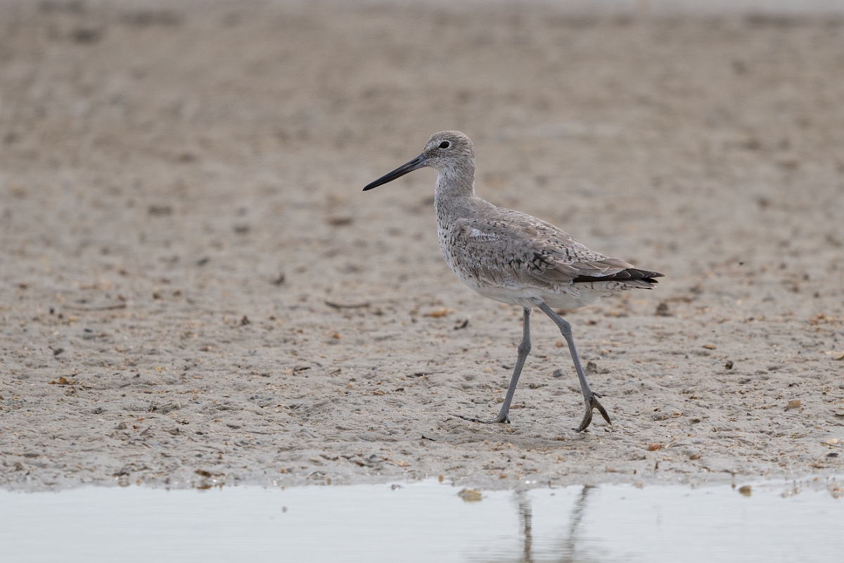 DPPhotography - Texas - Willet - U.jpg - Western willet - Redfish Bay Causeway, Texas