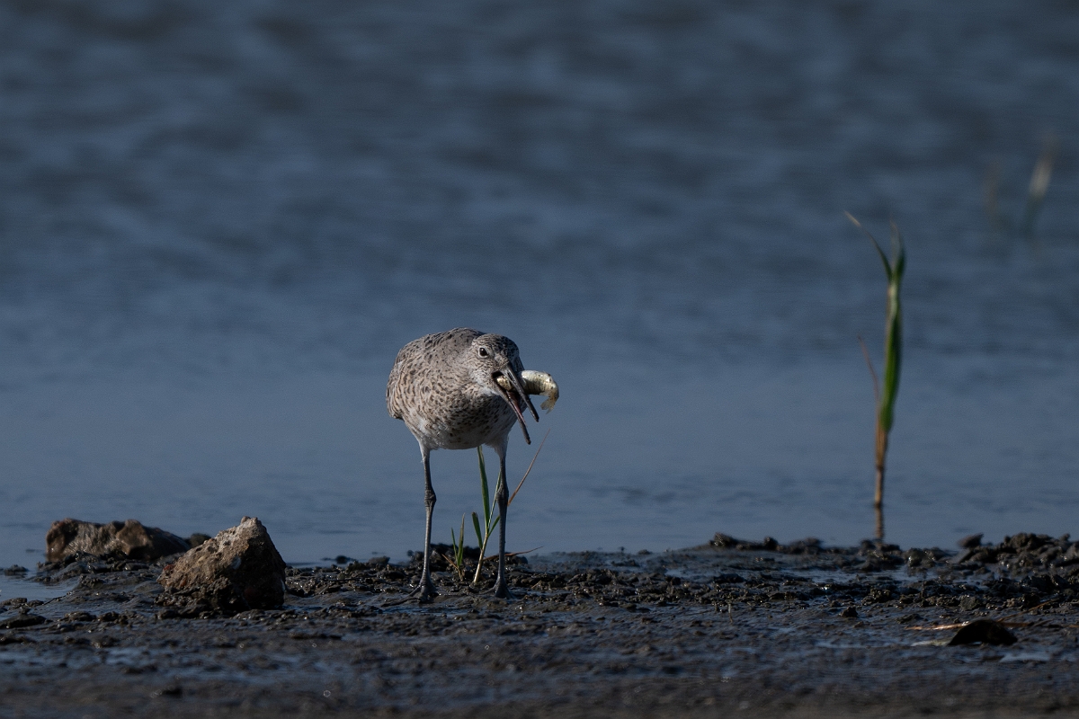 DPPhotography - Texas - Willet - V.jpg - Western willet - Rollover Pass, Bolivar Peninsula, Texas