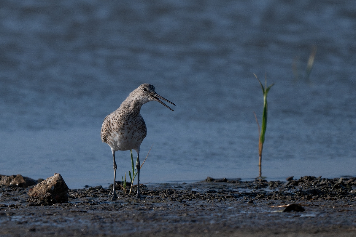 DPPhotography - Texas - Willet - W.jpg - Western willet - Rollover Pass, Bolivar Peninsula, Texas