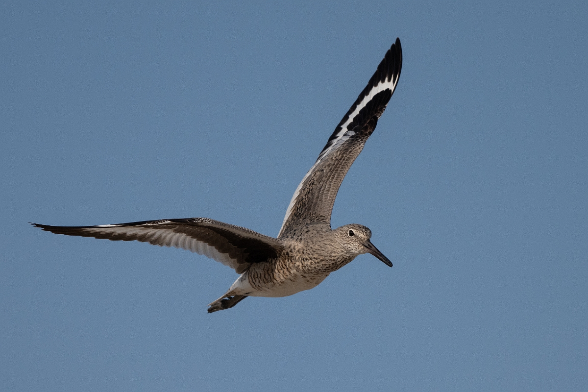 DPPhotography - Texas - Willet - X.jpg - Western willet - Rollover Pass, Bolivar Peninsula, Texas