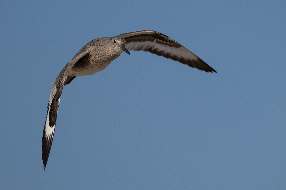 DPPhotography - Texas - Willet - Y.jpg - Western willet - Rollover Pass, Bolivar Peninsula, Texas