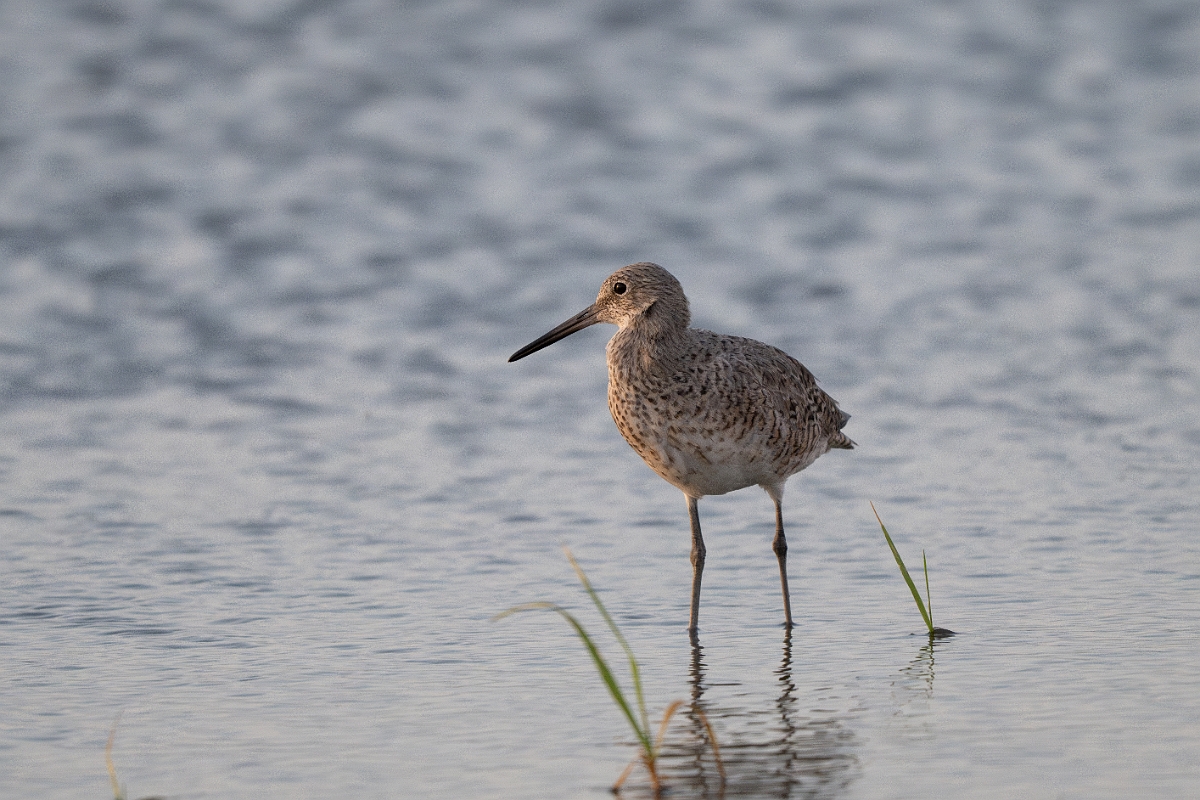 DPPhotography - Texas - Willet - Z.jpg - Western willet - Rollover Pass, Bolivar Peninsula, Texas