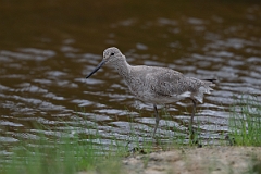DPPhotography - Texas - Willet - A