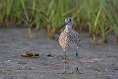 DPPhotography - Texas - Willet - AA