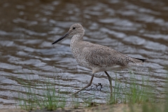 DPPhotography - Texas - Willet - B