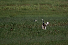 DPPhotography - Texas - Willet - D