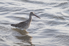 DPPhotography - Texas - Willet - G