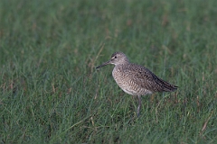 DPPhotography - Texas - Willet - I