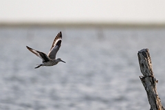 DPPhotography - Texas - Willet - L