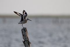 DPPhotography - Texas - Willet - M