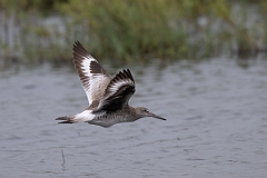 DPPhotography - Texas - Willet - P