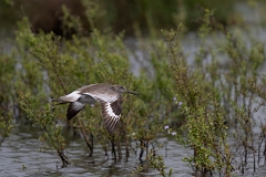 DPPhotography - Texas - Willet - Q