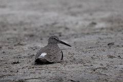 DPPhotography - Texas - Willet - R