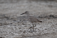 DPPhotography - Texas - Willet - S