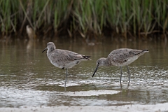 DPPhotography - Texas - Willet - T