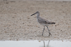 DPPhotography - Texas - Willet - U