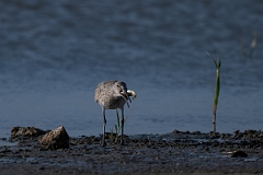 DPPhotography - Texas - Willet - V