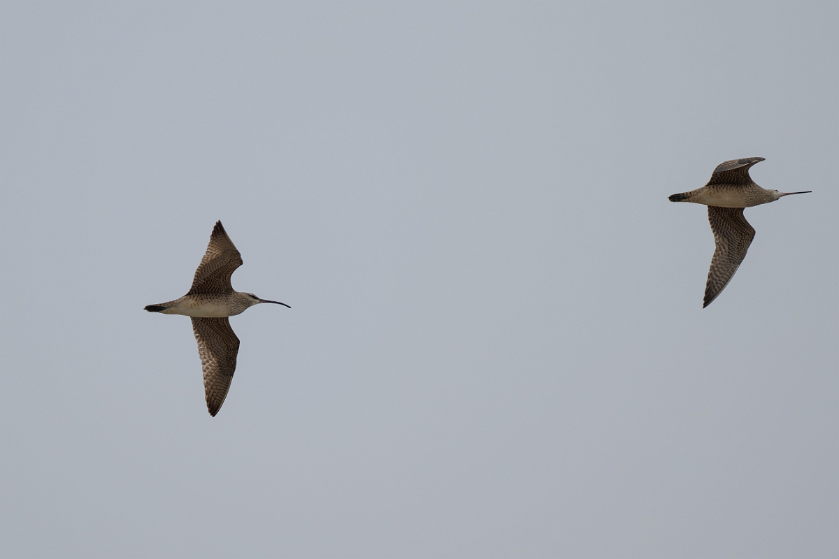 DPPhotography - Texas - Whimbrel - C.jpg - Whimbrel - High Island Beach, Texas