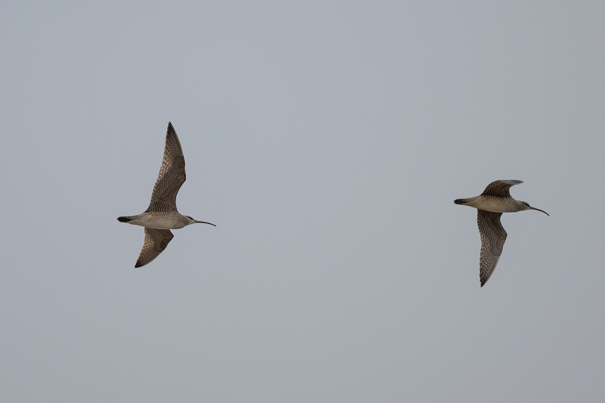 DPPhotography - Texas - Whimbrel - D.jpg - Whimbrel - High Island Beach, Texas