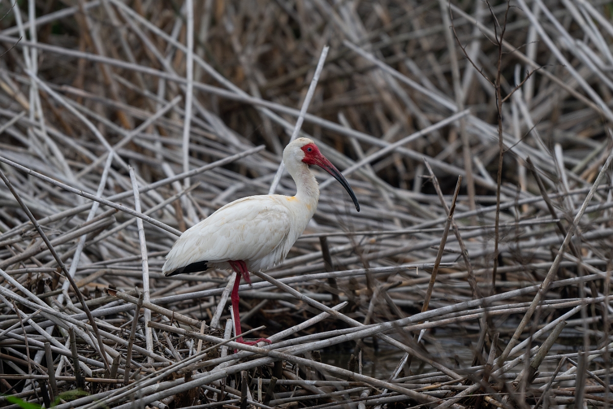 DPPhotography - Texas - White ibis - A.jpg - White ibis - Anahuac NWR, Texas