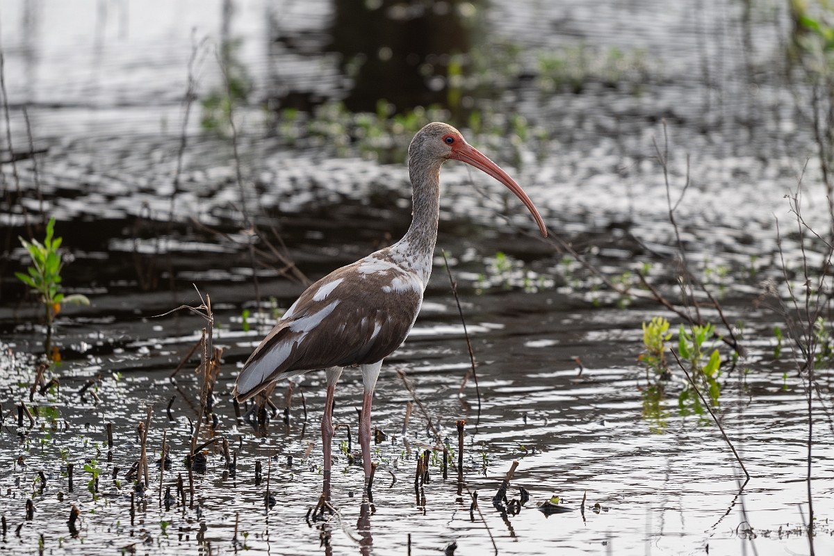 DPPhotography - Texas - White ibis - B.jpg - White ibis - Anahuac NWR, Texas