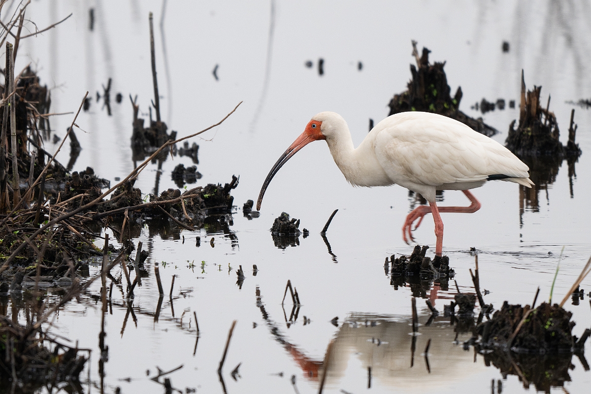 DPPhotography - Texas - White ibis - D.jpg - White ibis - Anahuac NWR, Texas