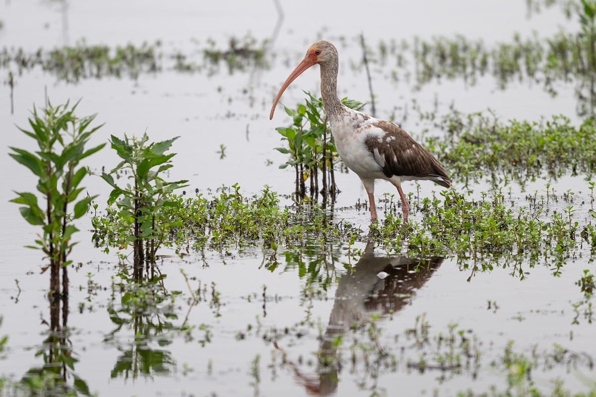DPPhotography - Texas - White ibis - E.jpg - White ibis - Anahuac NWR, Texas