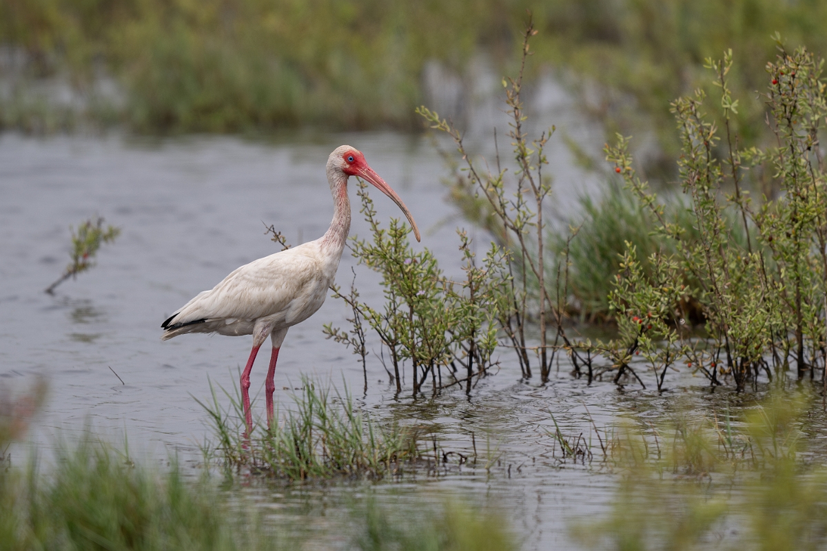 DPPhotography - Texas - White ibis - H.jpg - White ibis - High Island Beach, Texas