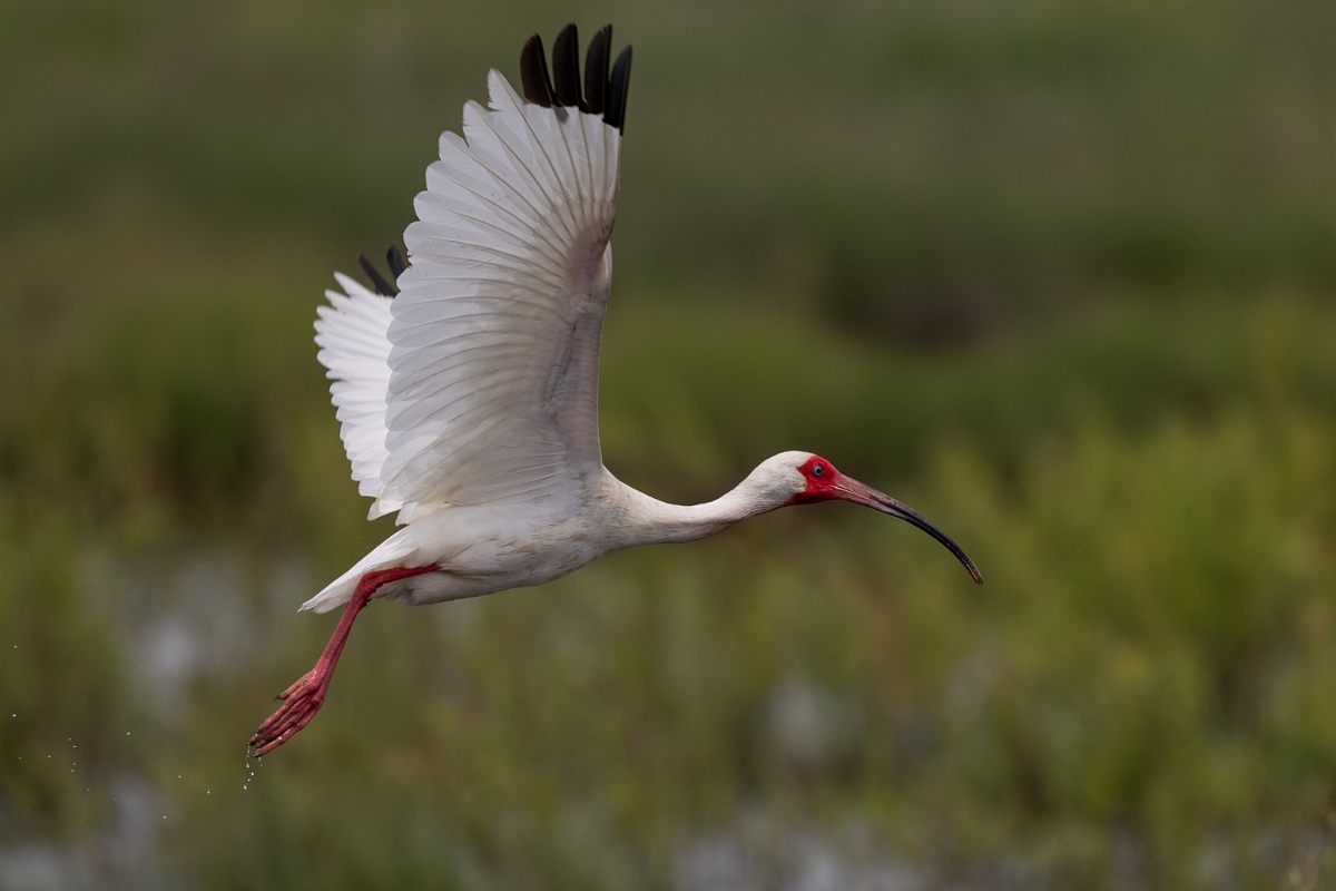 DPPhotography - Texas - White ibis - I.jpg - White ibis - High Island Beach, Texas