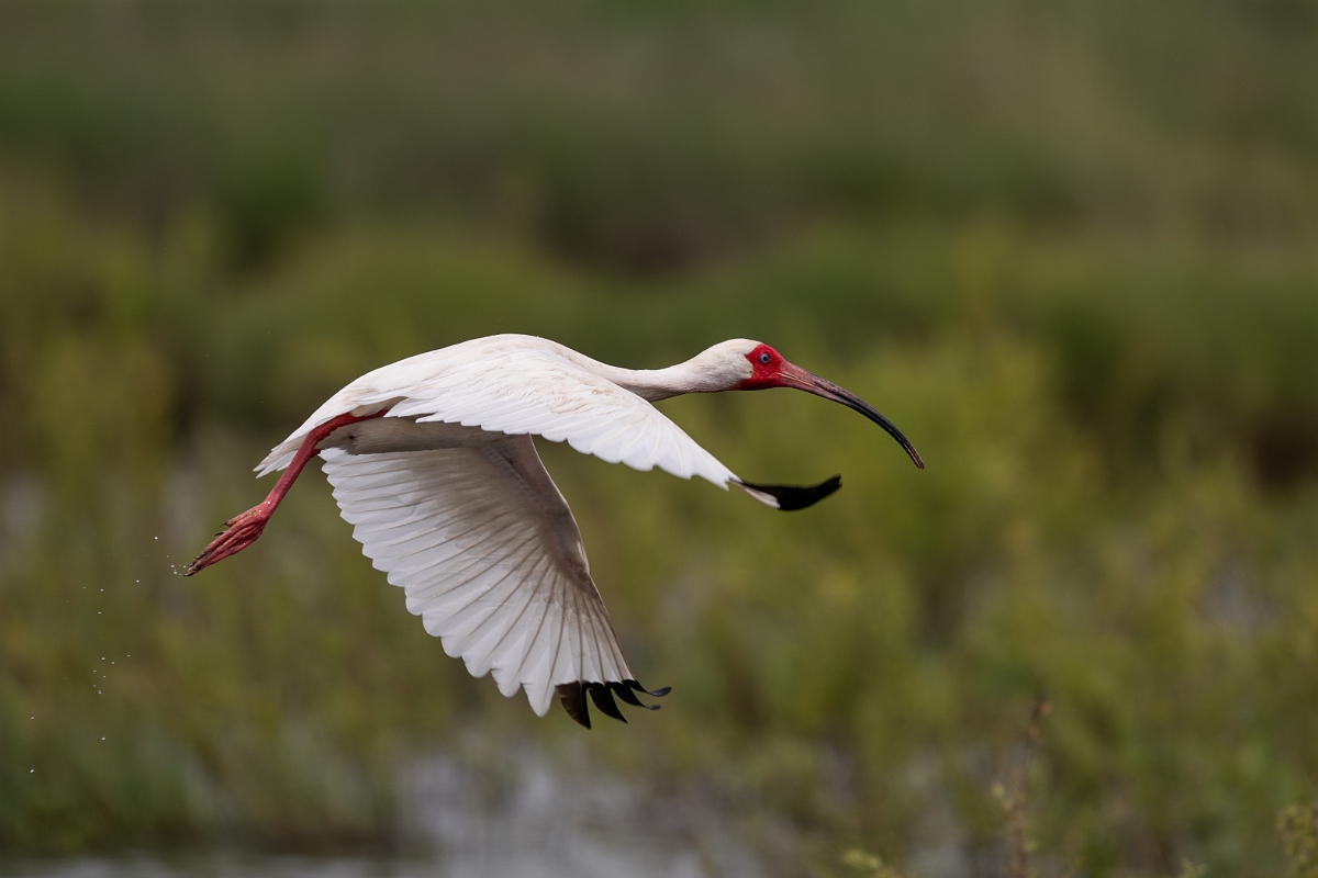 DPPhotography - Texas - White ibis - K.jpg - White ibis - High Island Beach, Texas