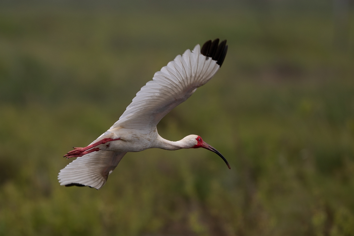 DPPhotography - Texas - White ibis - L.jpg - White ibis - High Island Beach, Texas