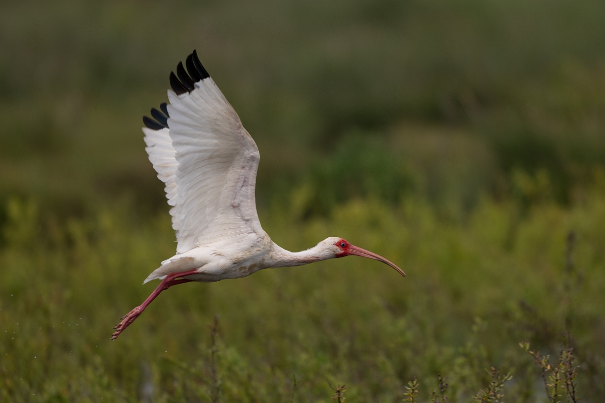 DPPhotography - Texas - White ibis - M.jpg - White ibis - High Island Beach, Texas