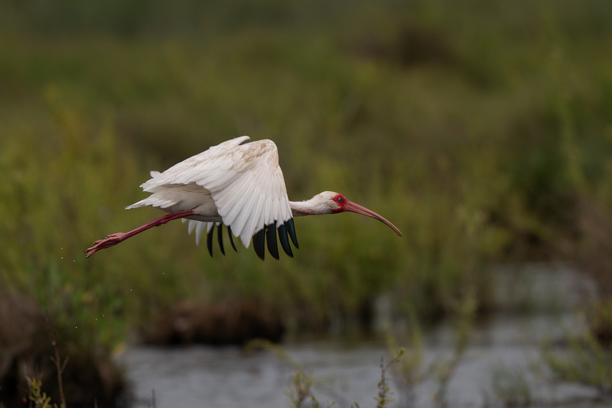 DPPhotography - Texas - White ibis - N.jpg - White ibis - High Island Beach, Texas