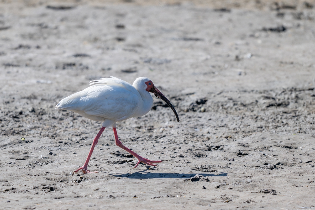 DPPhotography - Texas - White ibis - P.jpg - White ibis - South Padre Island, Texas