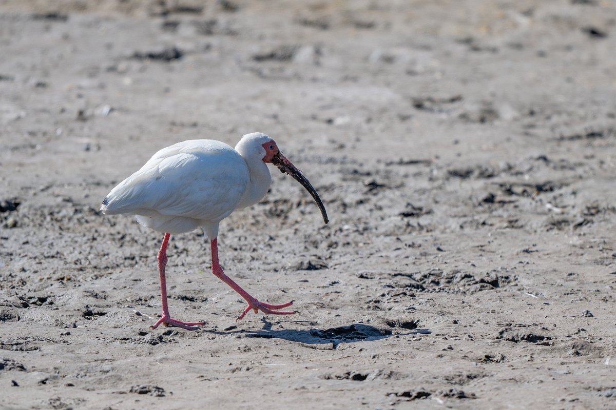 DPPhotography - Texas - White ibis - Q.jpg - White ibis - South Padre Island, Texas