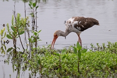 DPPhotography - Texas - White ibis - F