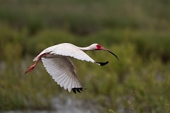 DPPhotography - Texas - White ibis - K