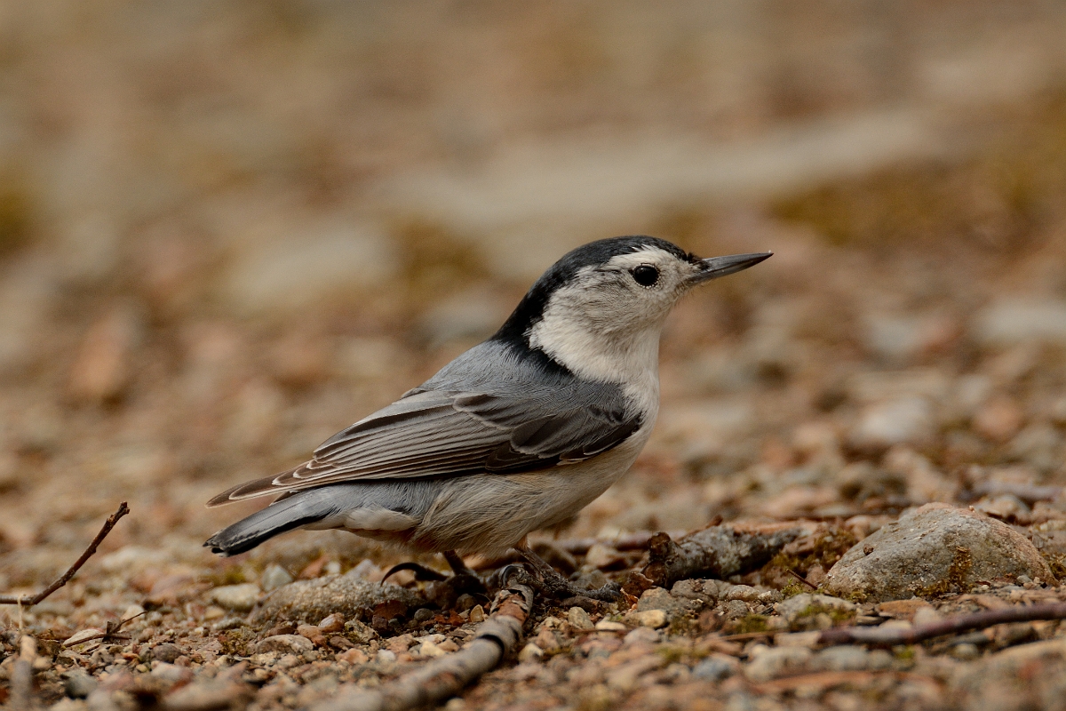 David Plant Photography - Wildlife Photography - White-breasted nuthatch - A.jpg - White-breasted nuthatch - Ipswich River WR, MA